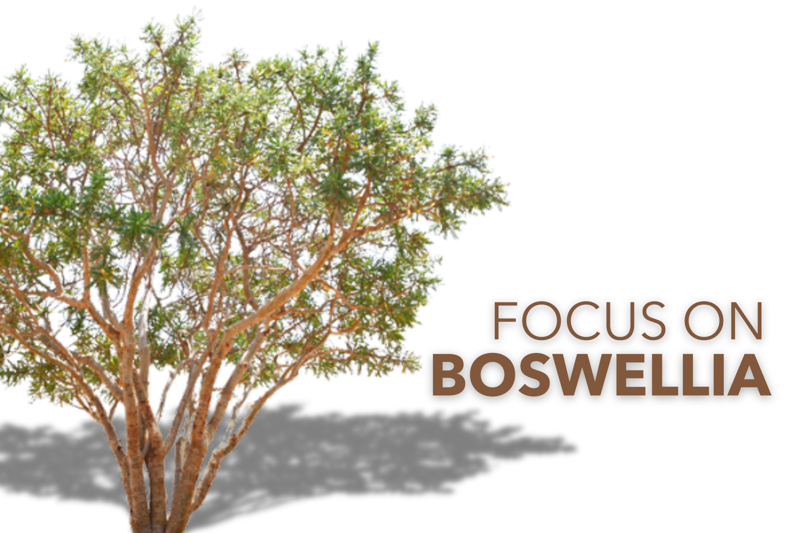 Focus: Boswellia